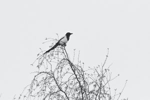 Magpie sitting on top of a bare tree